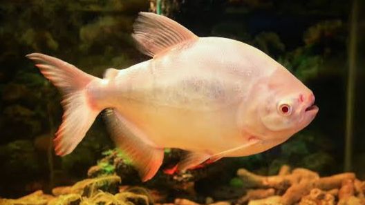 Albino Red-Bellied Pacu