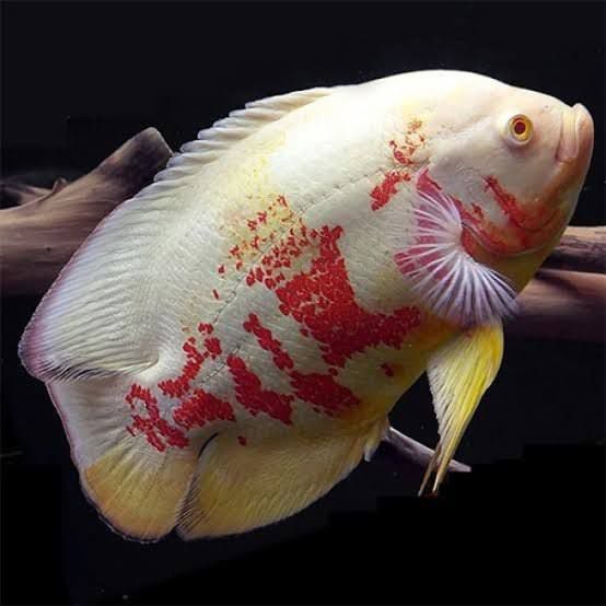 Albino Tiger Oscar