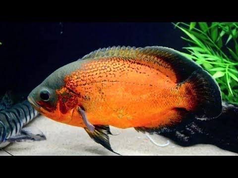 Copper Oscar