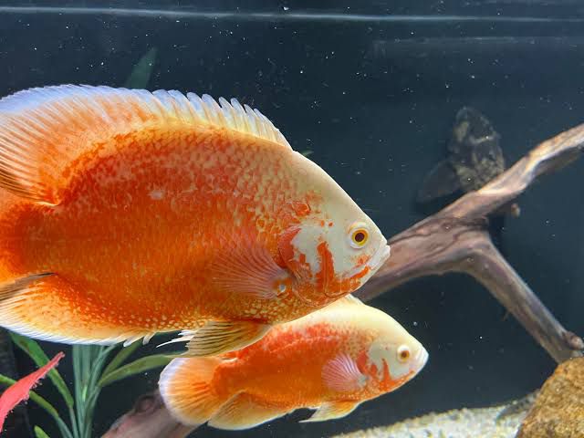Flame Red Oscar