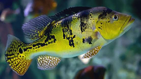 Golden Kelberi