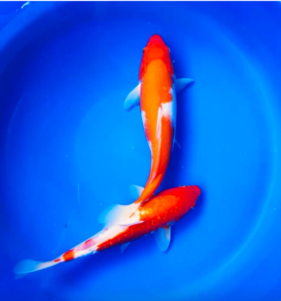 Koi Fish
