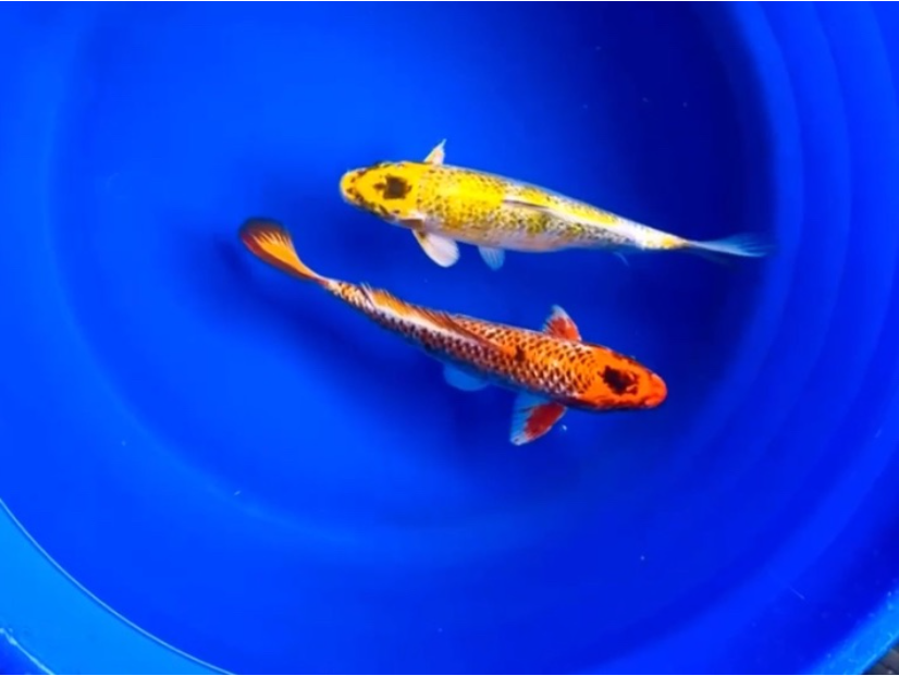 Koi Fish