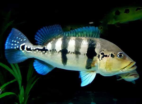 Peacock Bass Azul