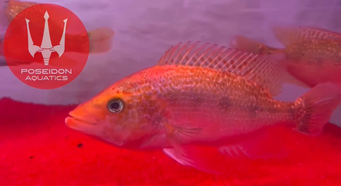 Red Snook Splendida