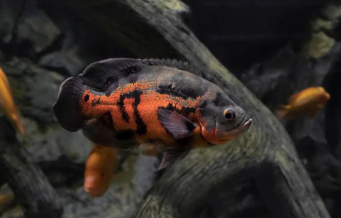 Tiger Oscar