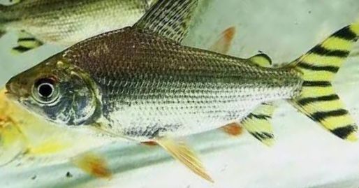 Yellow Flagtail