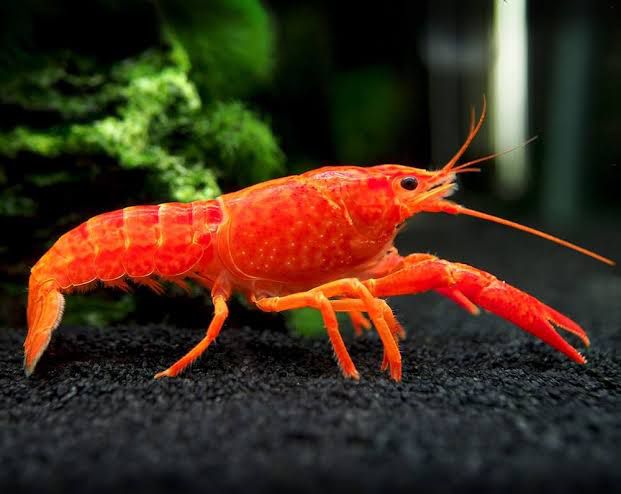 Adult Red Crayfish 5-6