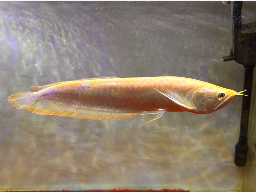 Albino Arowana 7+