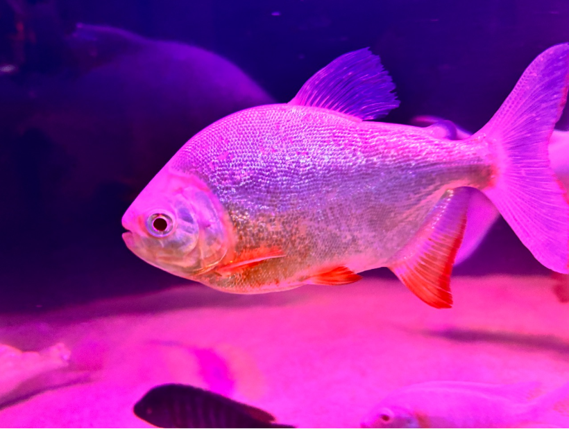 Albino Pacu