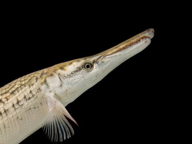 Alligator Gar