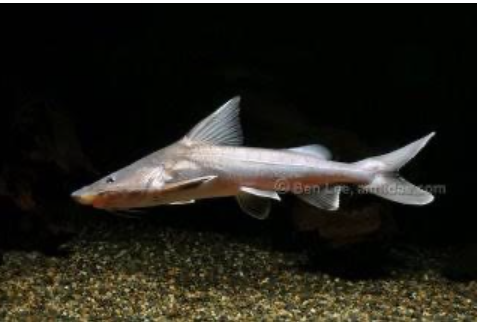 Armoured Sea Catfish