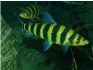 Banded Lepronius