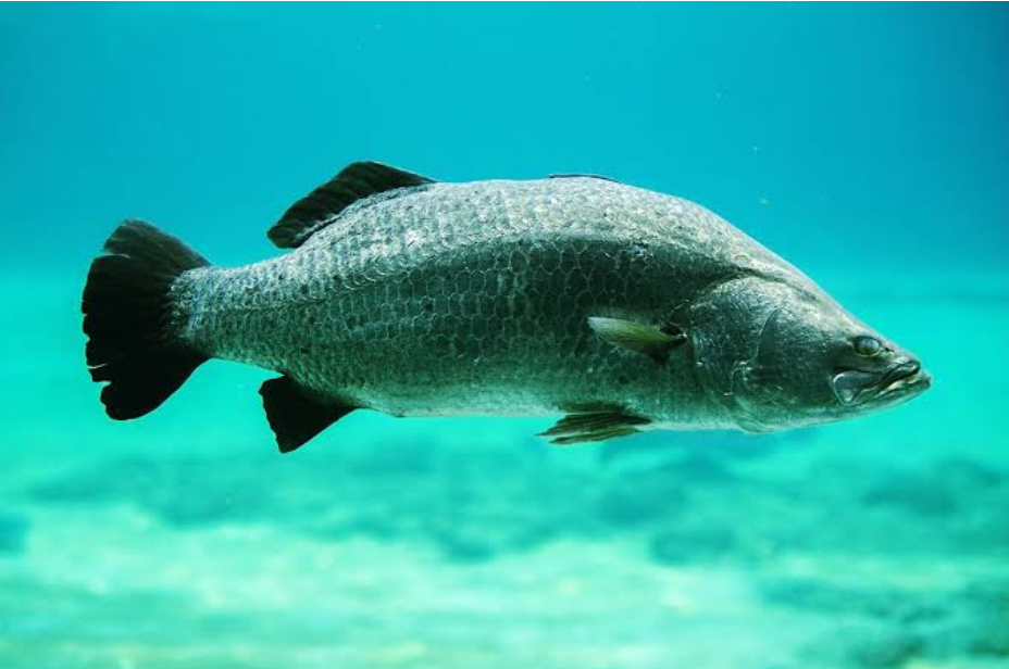 Baramundi