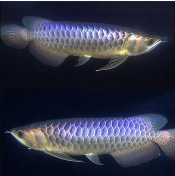 F2 Blue Base Arowana 6-7