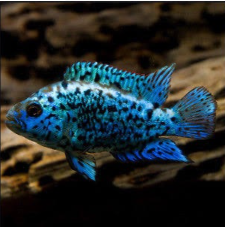 Electric Blue Jack Dempsey
