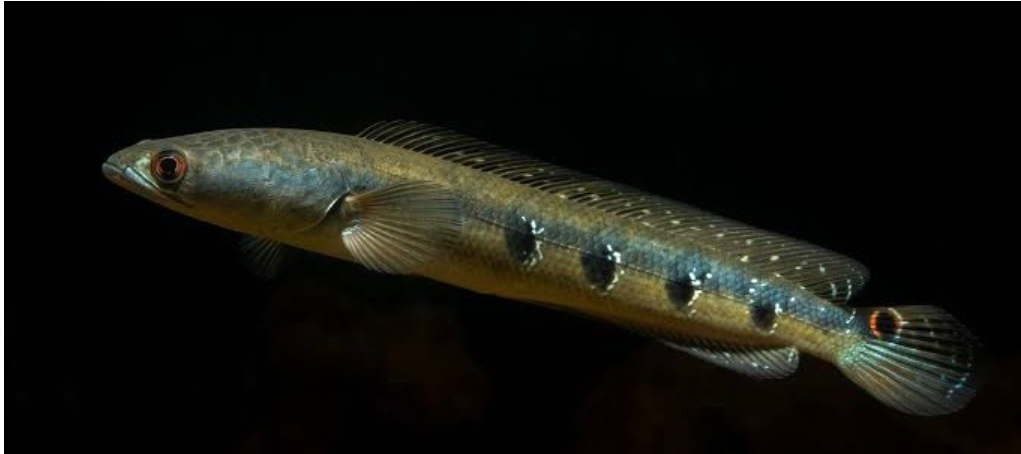 Bulleyes Snakehead