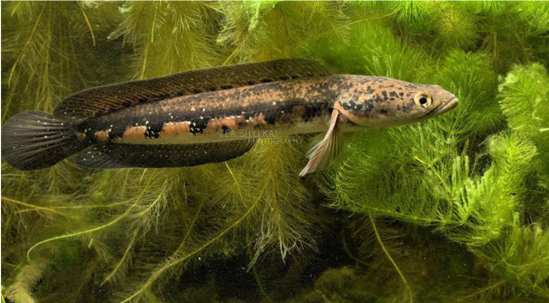 Channa Pseudomurulius