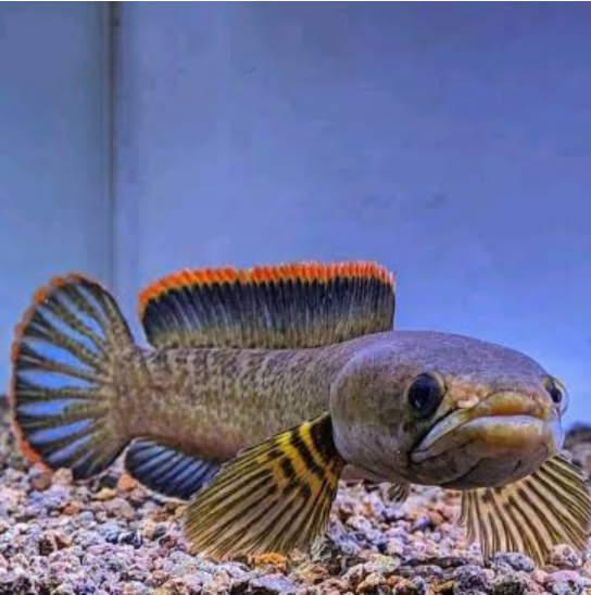 Channa Limbata