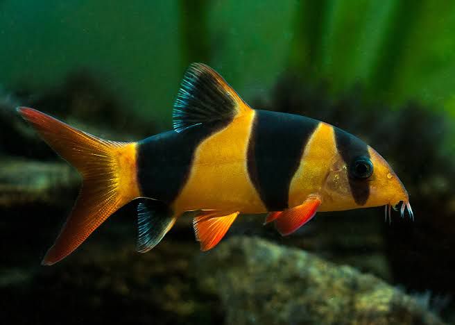 Clown Loaches