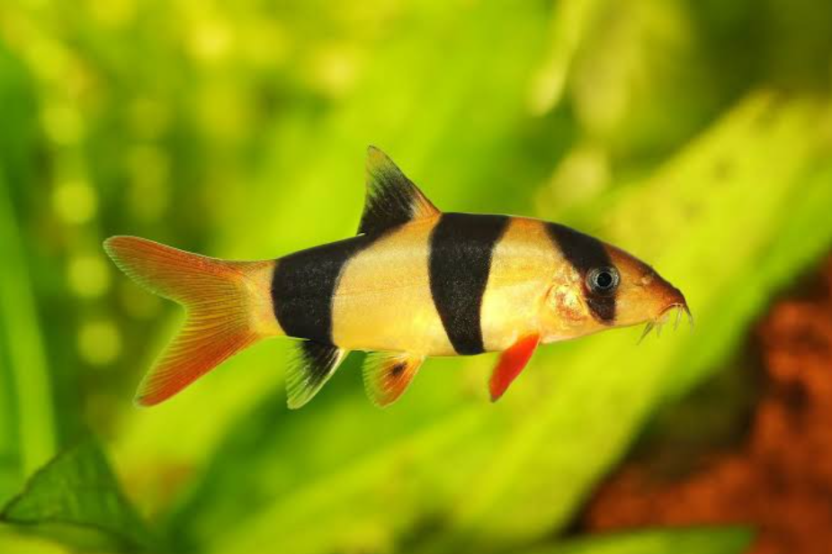 Clown Loaches