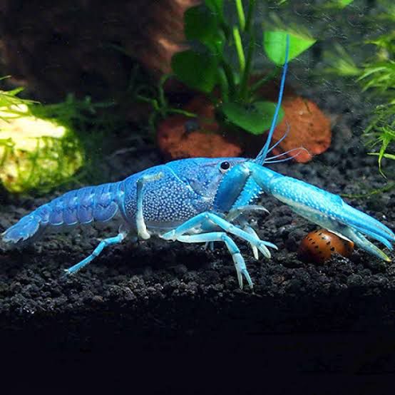 Cray Fish Blue