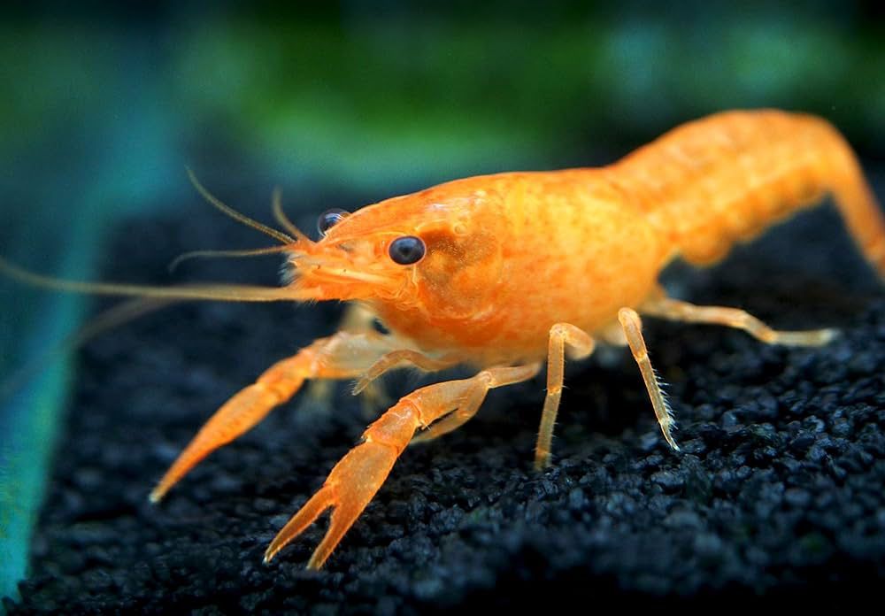 Cray Fish Orange 3-4