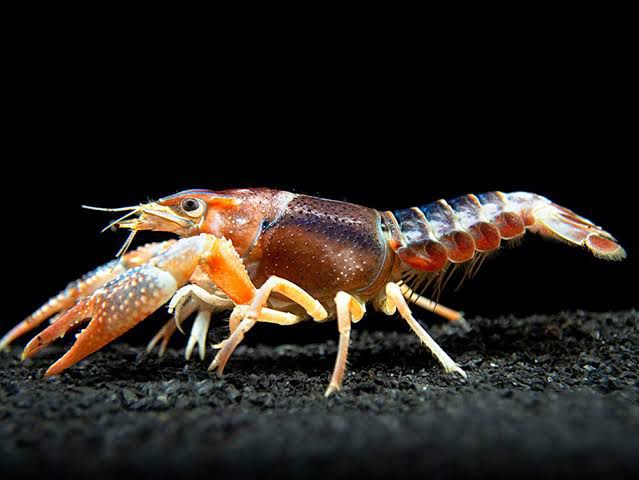 Cray Fish Red-White 3-4