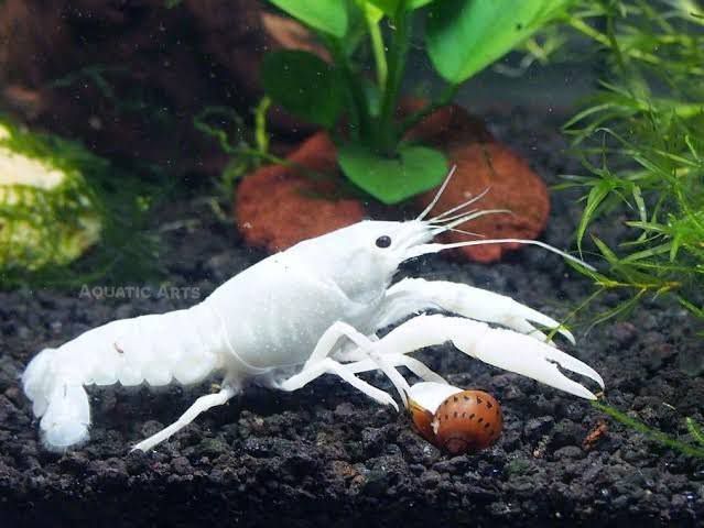 Cray Fish White 3-4