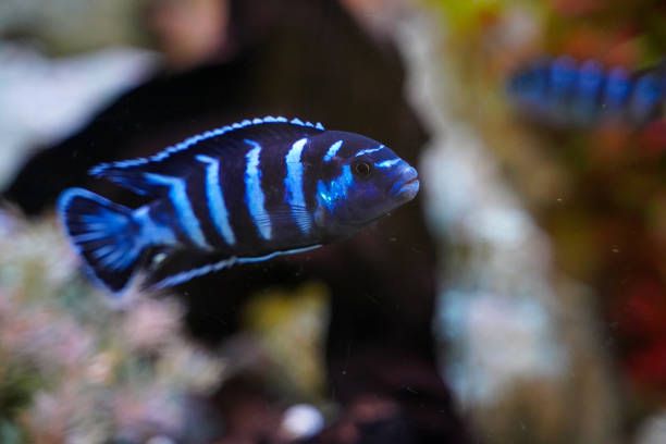 Demanson's Cichlid