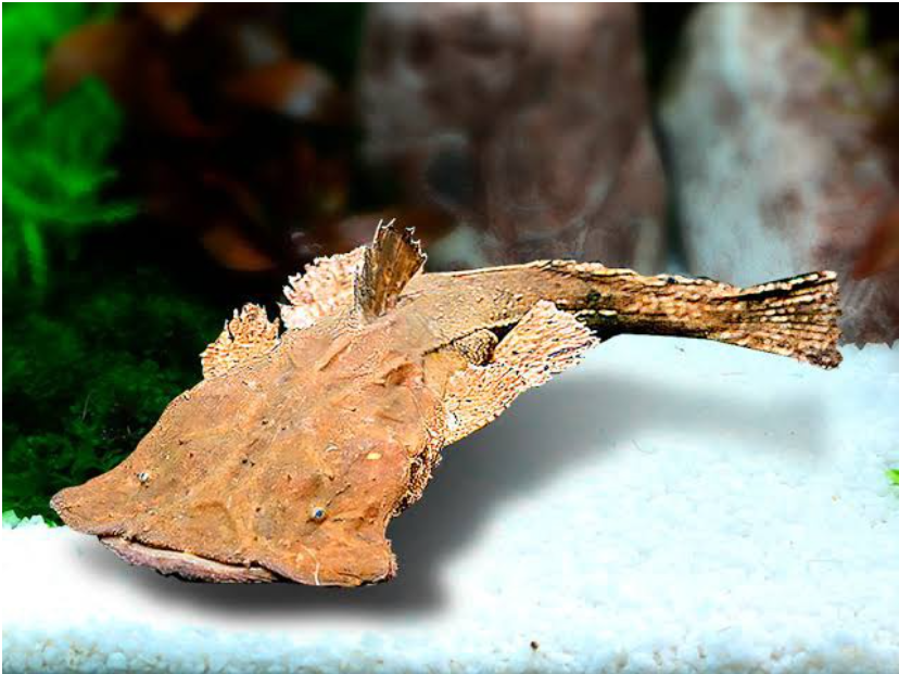 Frog Mouth Catfish