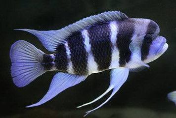Frontosa Burundi