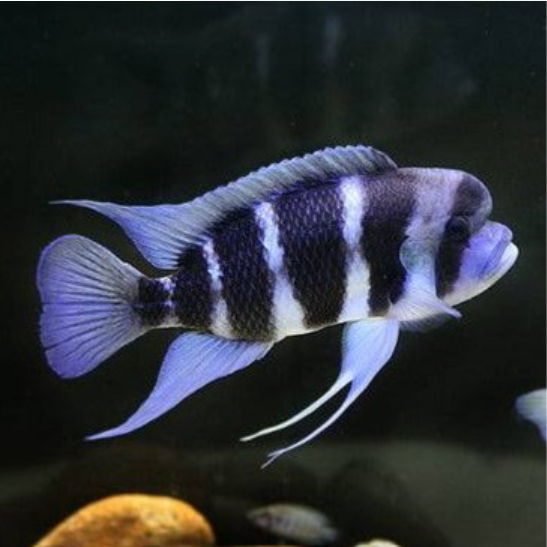 Frontosa Burundi