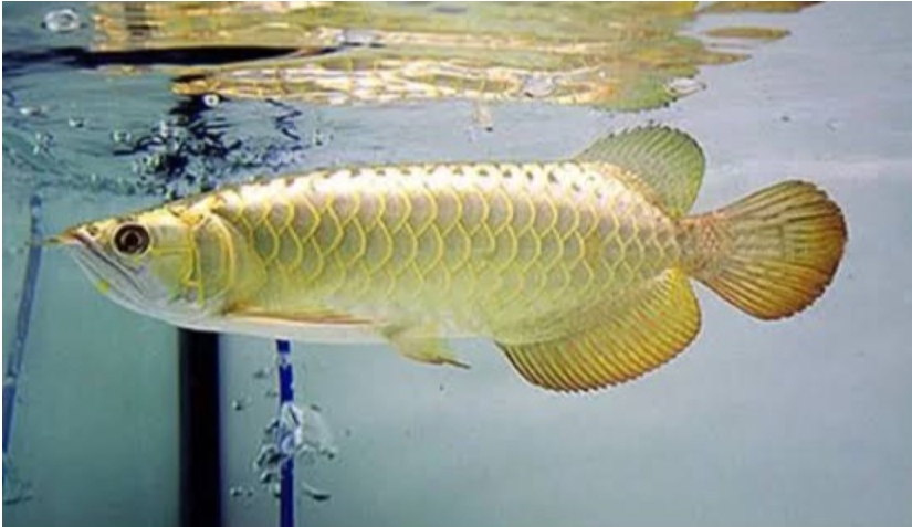 Golden Highback Arowana