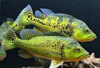Golden Kelberi