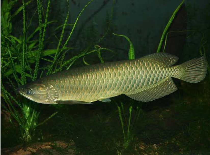 Golden Pearl Arowana