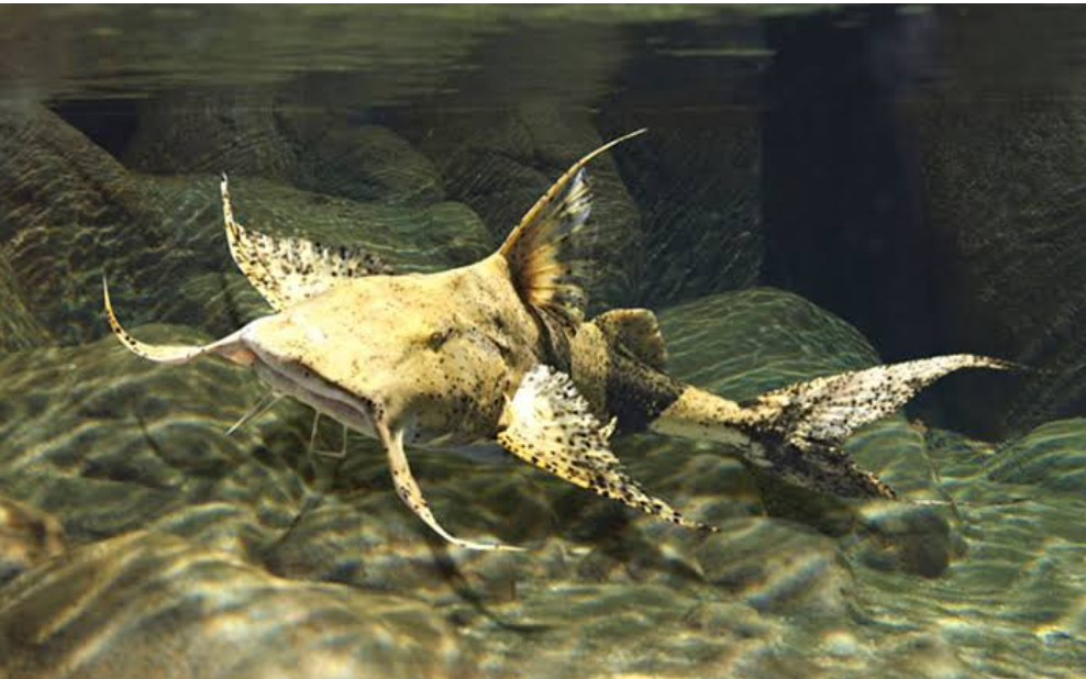 Goonch Catfish