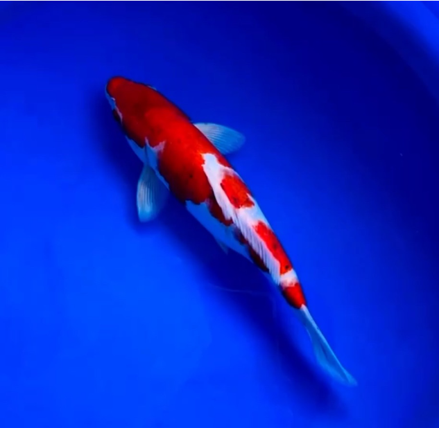 Goromo Koi