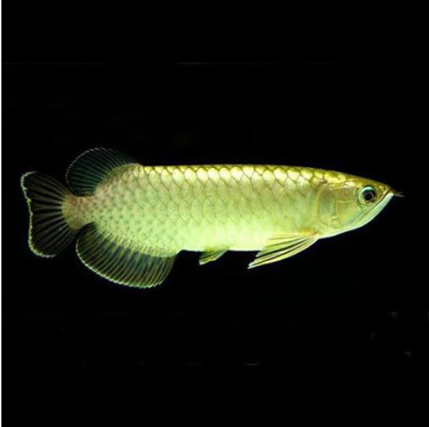 Green Arowana