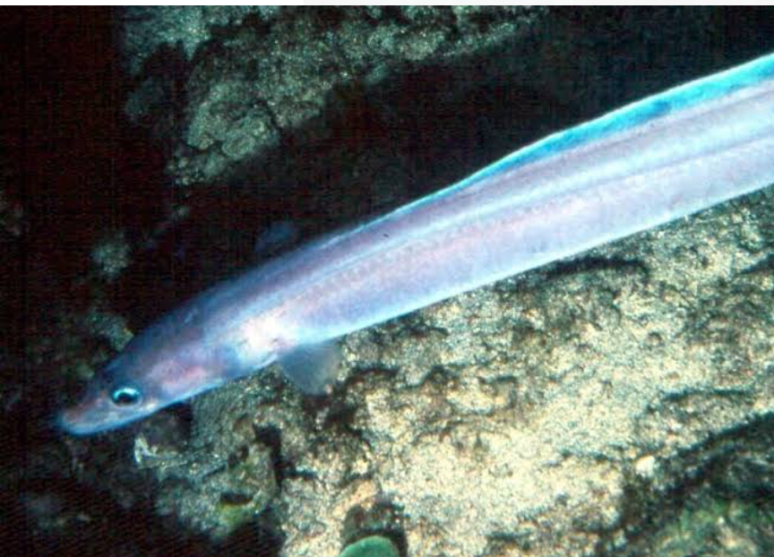 Hi-Fin Conger Eel