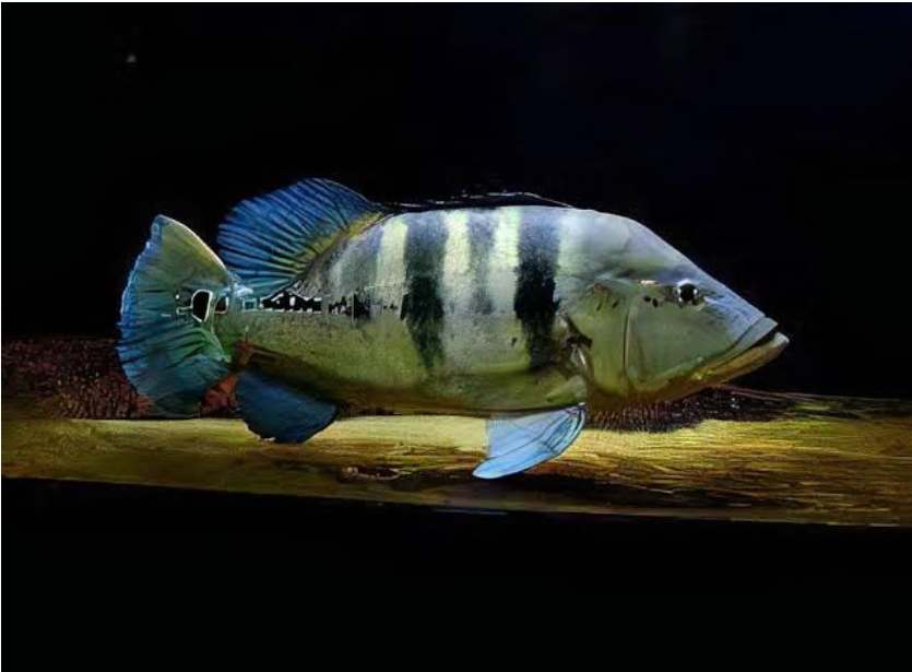 Imported Peacock Bass Azul