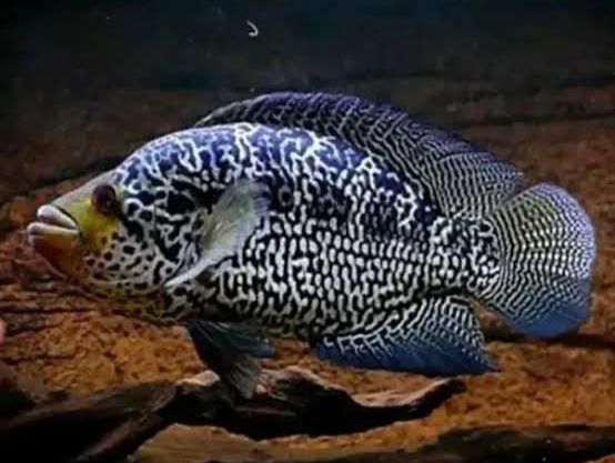 Jaguar Chichlid