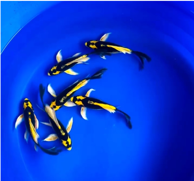 Kobuto Veiltail Koi