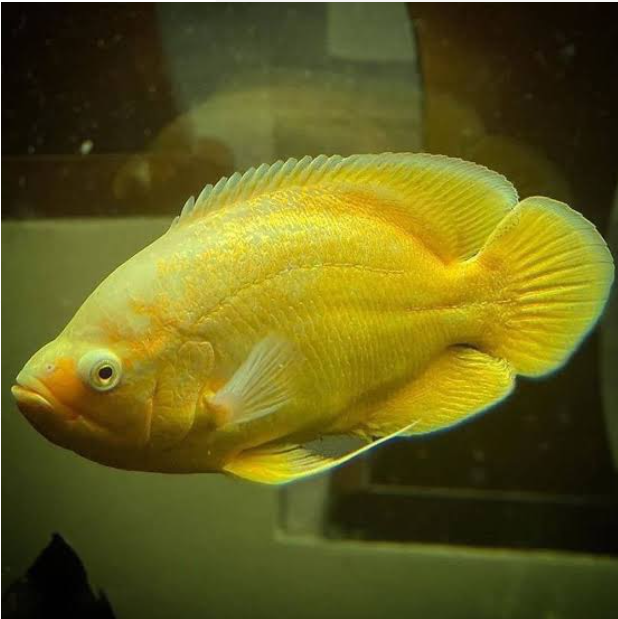 Mango Oscar