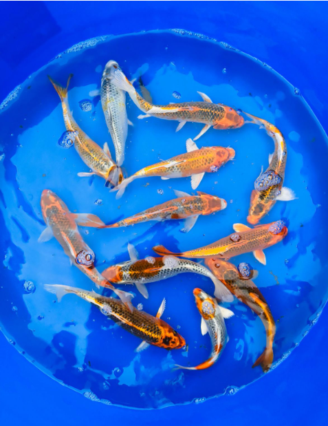 Metallic Koi