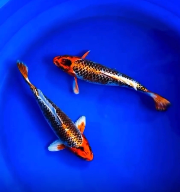 Metallic Koi