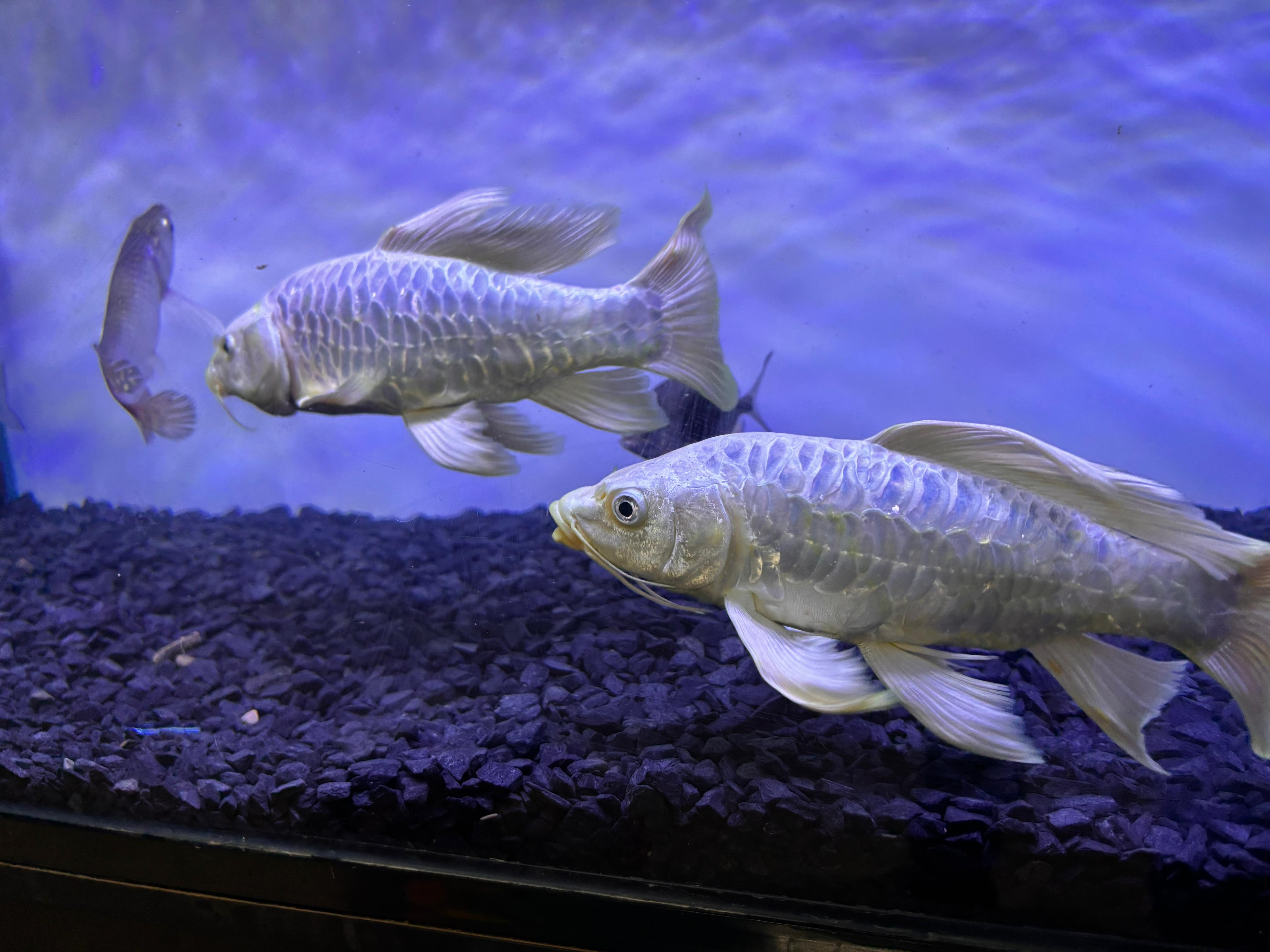 Koi Fish