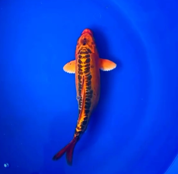 Orange Sushi Koi