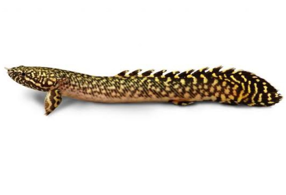 Ornate Bichir