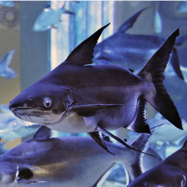 Paroon Shark
